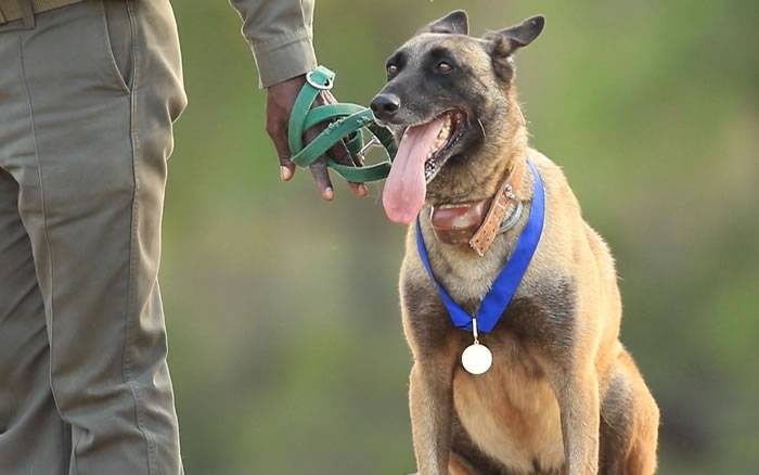 南非克鲁格国家公园警犬“杀手”(Killer)4年内帮忙抓到115名盗猎者