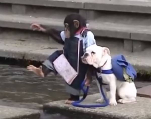 聪明小猴子和斗牛犬共同过河的有趣场景