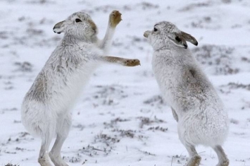 英国苏格兰凯恩戈姆国家公园两只野生雪兔为夺芳心大打出手