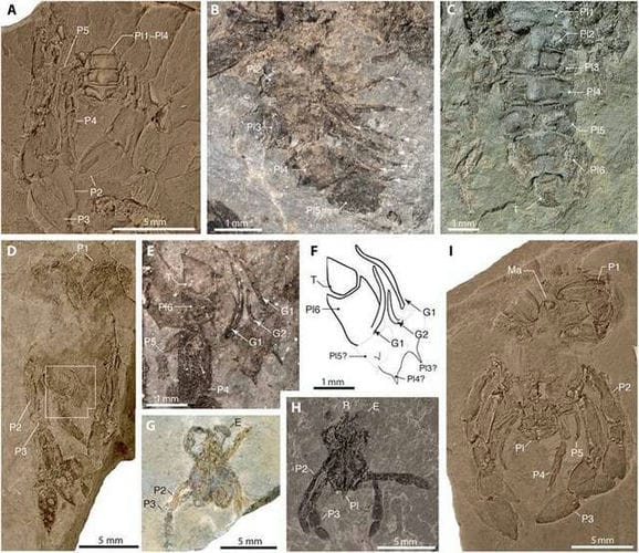 《科学进步》杂志：耶鲁大学古生物学家描述以前未知的9000万年前螃蟹