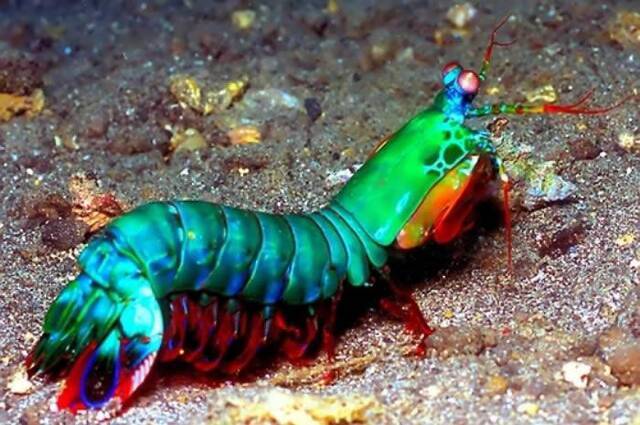 动物界的华丽杀手：雀尾螳螂虾Peacock mantis shrimp（蝉形齿指虾蛄）