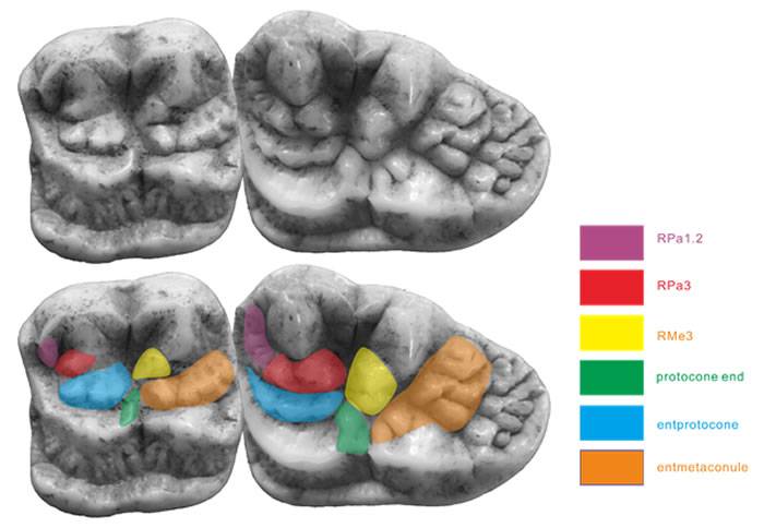 大熊猫复杂牙齿结构来源研究取得新进展