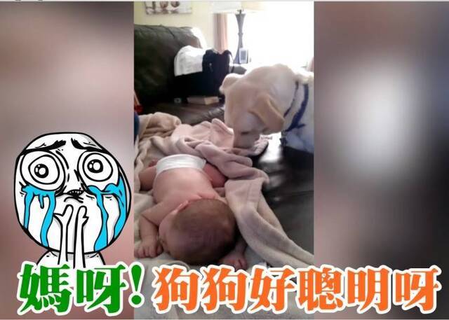 聪明拉布拉多犬为少主盖被