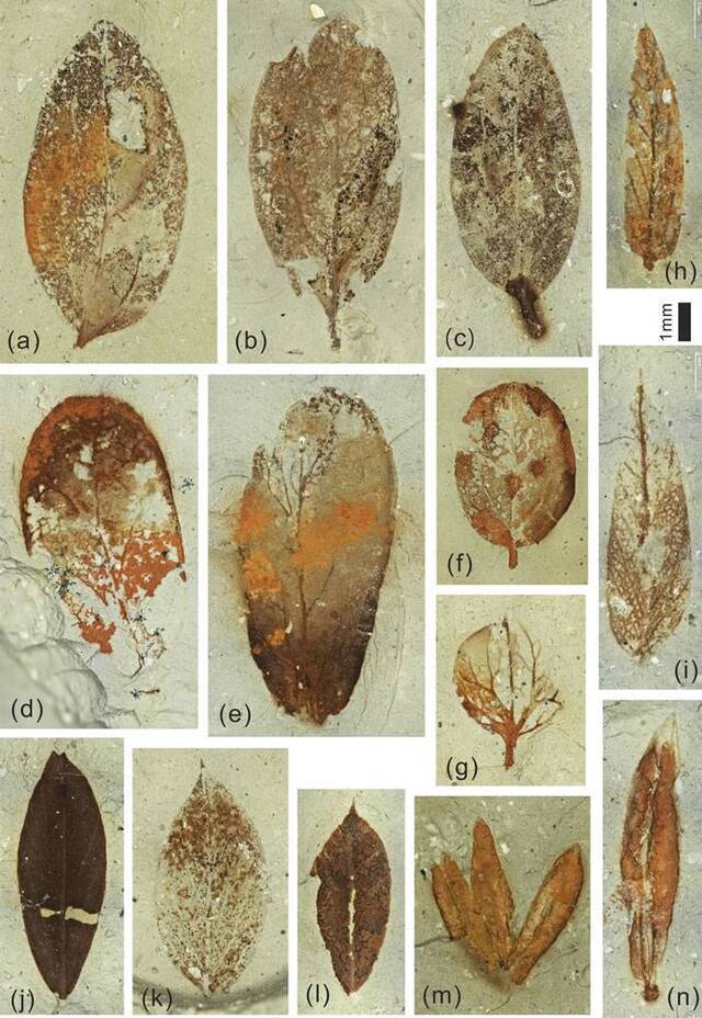 植物化石揭示青藏高原西端的干旱化过程