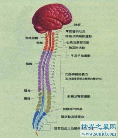 人体中最长的细胞，最长可达1米以上