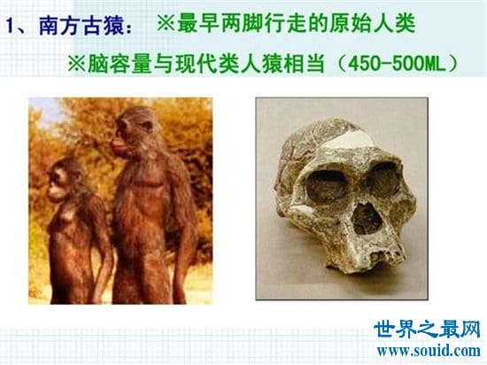 最早的人类，南方古猿曾经出现于5500000～1300000年之前！