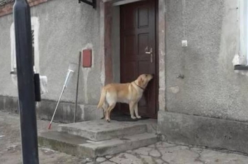 下雪被锁门外 拉布拉多进不了屋取暖猛按门铃