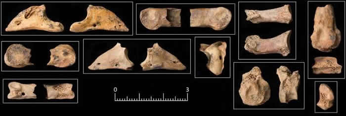 约旦新石器时代遗址Shubayqa 6遗址发现11500年前狗已在帮助人类狩猎的证据