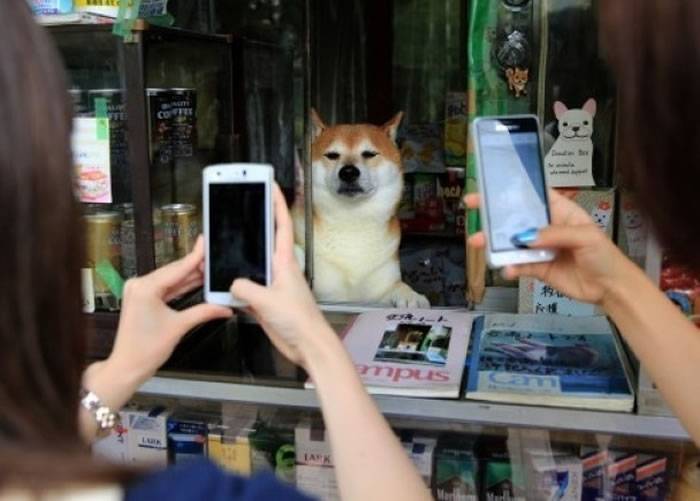 日本东京“铃木香烟店”柴犬店长步入8岁“中年”光荣退休