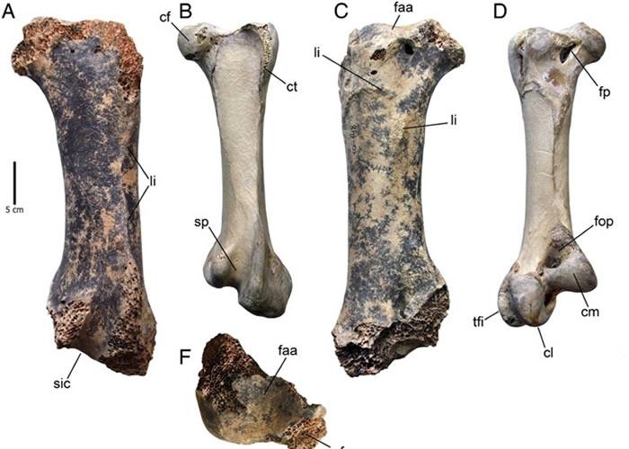 克里米亚洞穴发现北半球最巨型鸟类化石“Pachystruthio dmanisensis”