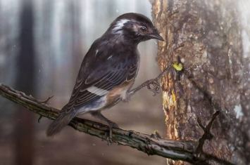 封印在缅甸琥珀中的远古鸟类“陈光琥珀鸟”Elektorornis chenguangi有着古怪的长脚趾