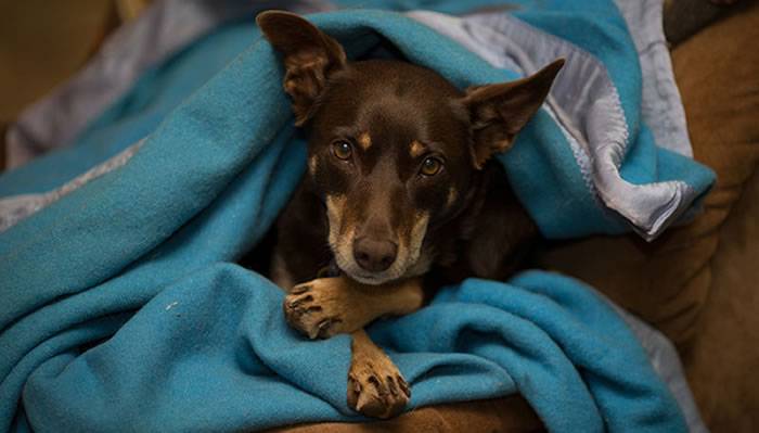 牧羊犬不会牧羊要被枪毙 最后一刻舔杀手的脸保住一命