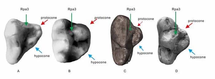 大熊猫复杂牙齿结构来源研究取得新进展