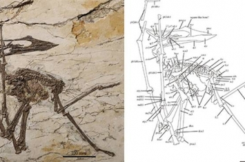 古神翼龙类最新研究成果：返祖 “华夏翼龙”修订为返祖中国翼龙