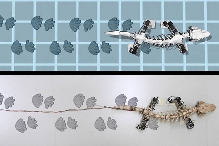 机器模型“OroBOT”重现2.9亿年前远古生物“Orabates pabsti”姿态