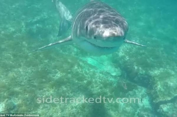 澳洲西澳省男子潜水拍摄海洋生物纪录片 误闯大白鲨地盘