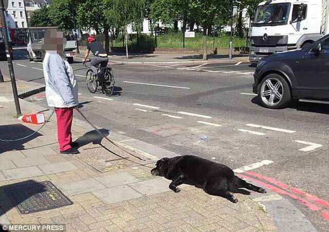 英国黑色拉布拉多犬散步时突然昏迷死亡 女主人没有理会继续拖行