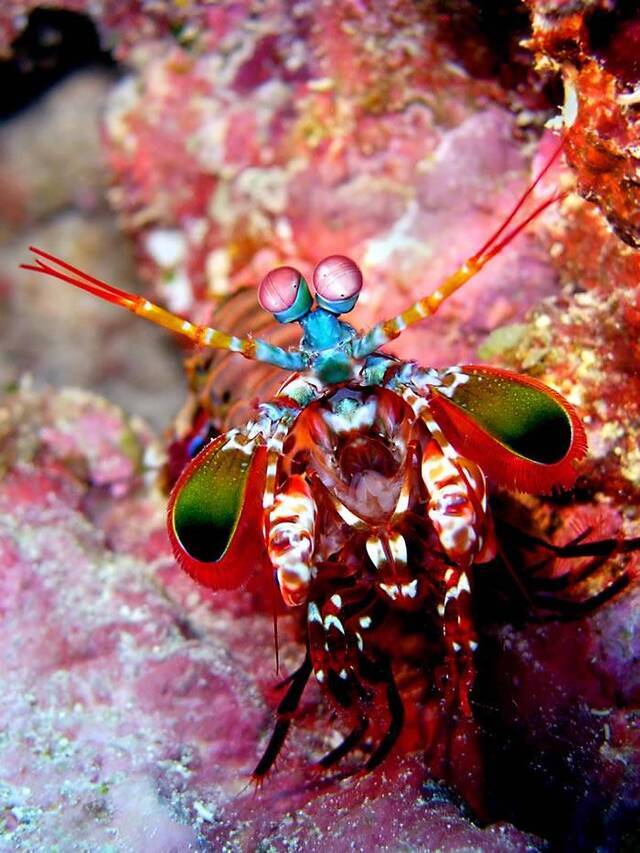 动物界的华丽杀手：雀尾螳螂虾Peacock mantis shrimp（蝉形齿指虾蛄）