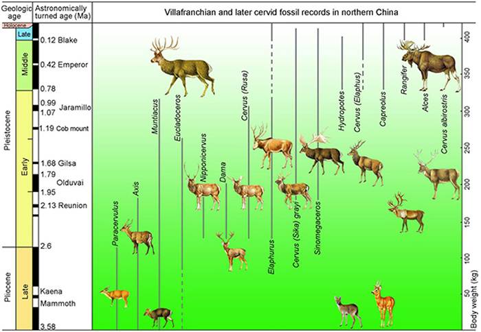 泥河湾盆地发现我国最长的鹿腿化石——布氏真枝角鹿