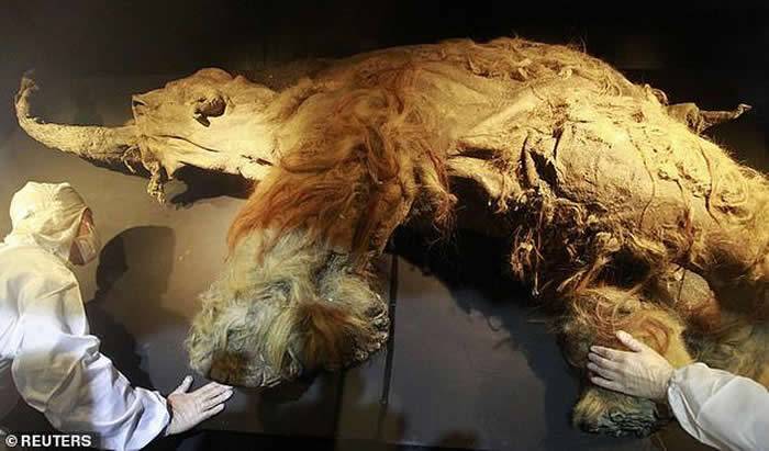 死于28000年前的猛犸象Yuka的细胞被移植到小鼠体内后出现细胞活动迹象