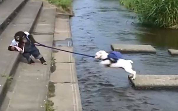 聪明小猴子和斗牛犬共同过河的有趣场景