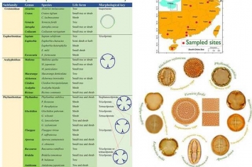 中国南方地区的大戟科花粉形态学研究取得新进展