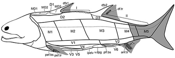 志留纪硬骨鱼类——梦幻鬼鱼鳞片形态学与鳞列分区研究
