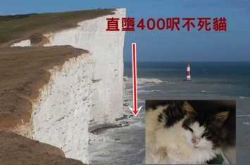 猫真有9条命：在英国直堕400呎悬崖不死