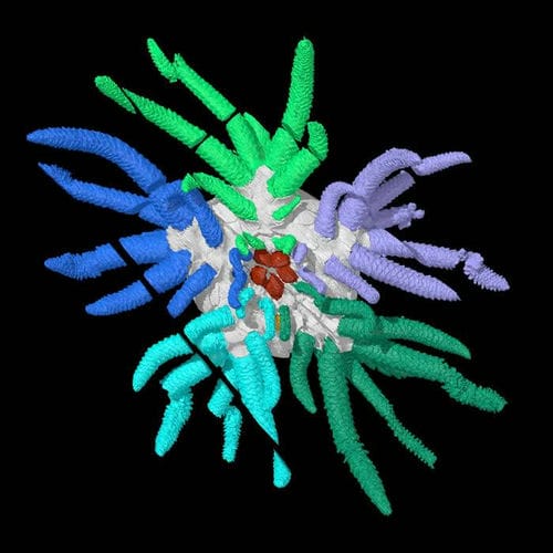 英国赫里福德郡发现4.3亿年前的“克苏鲁海参”（Sollasina Cthulhu）化石