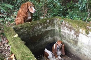 美国华盛顿瓦雄岛黄金猎犬守候洞口1星期直到朋友巴吉度猎犬获救