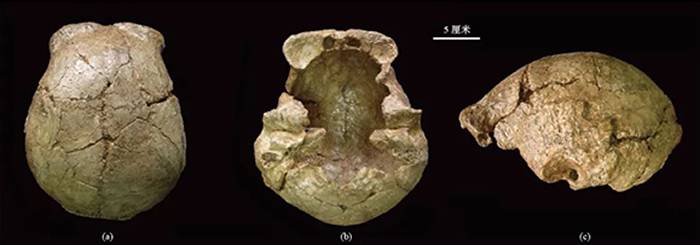 科学杂志：中国发现的主要直立人头骨化石